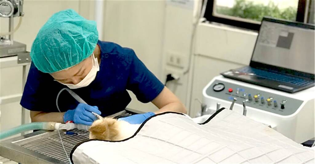 全國動物醫院體系有特色分科，依據獸醫師專業為小動物提供醫療服務。(照片來源：全國動物醫院官網)