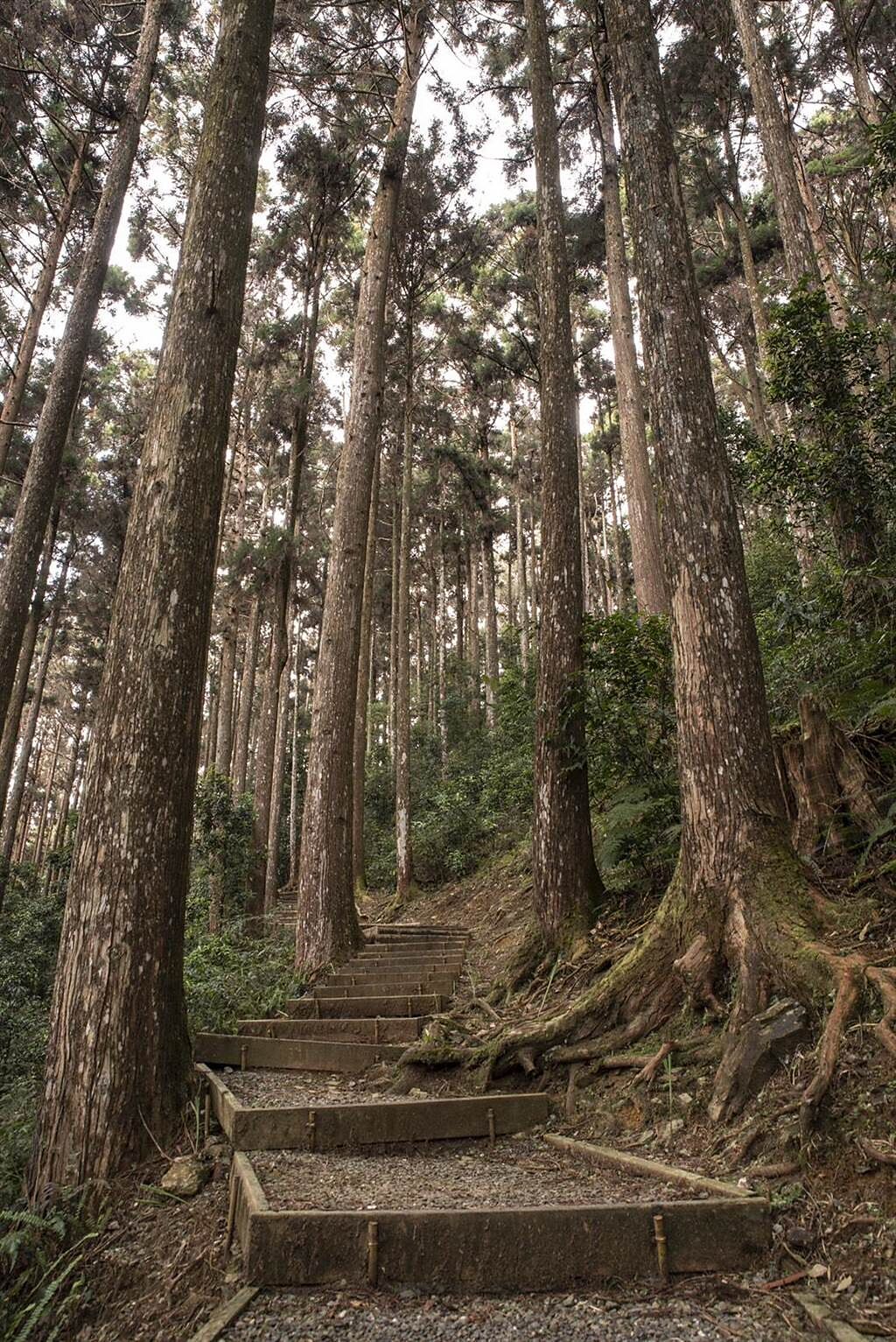 藤枝森林遊樂區5／7開園，預估1年增加18萬遊客。（柯宗緯翻攝）