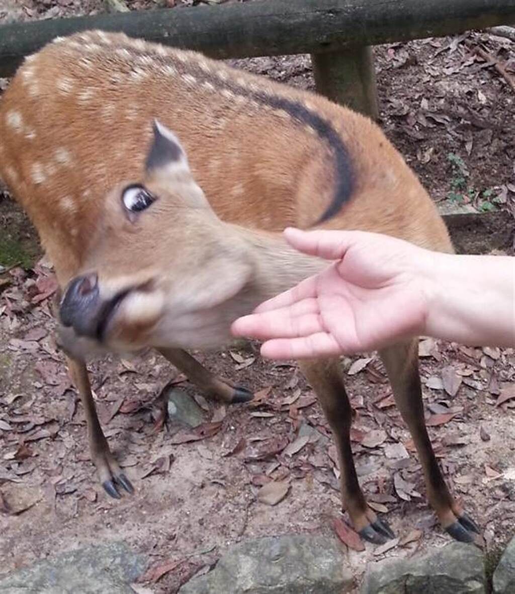 先前日本一名網友想摸奈良鹿，沒想到卻遭對方翻白眼對待，讓他當場心碎。(圖翻攝自twitter@ygo5dxal)