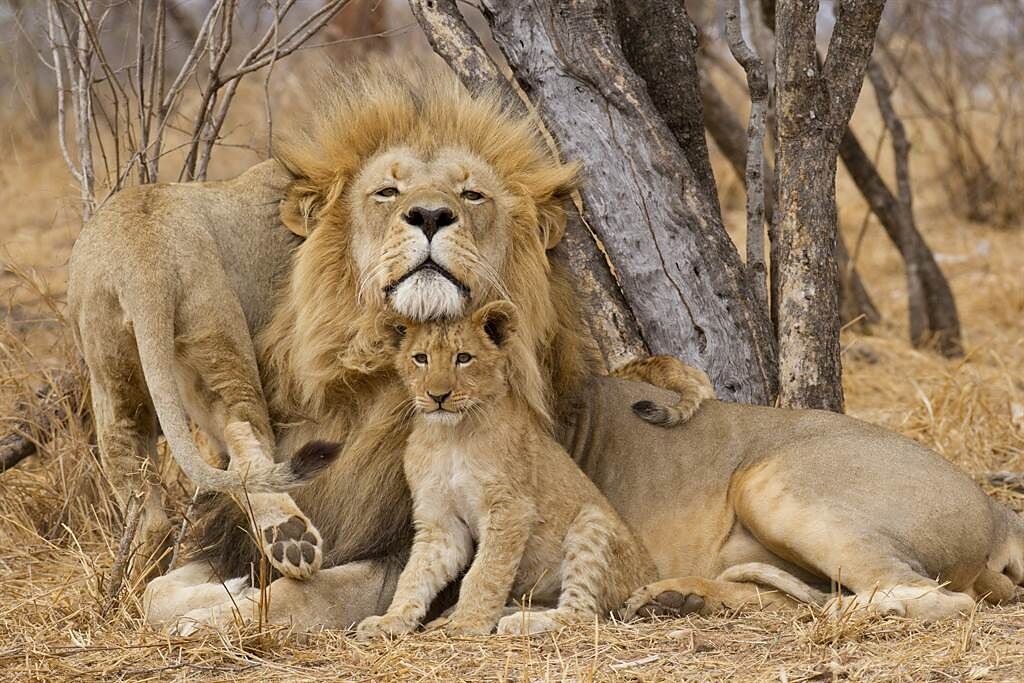 幼獅不斷糾纏公獅把對方惹毛，最終反被爸爸一吼，牠嚇到摔到地上，模樣非常有趣。(示意圖/達志影像)