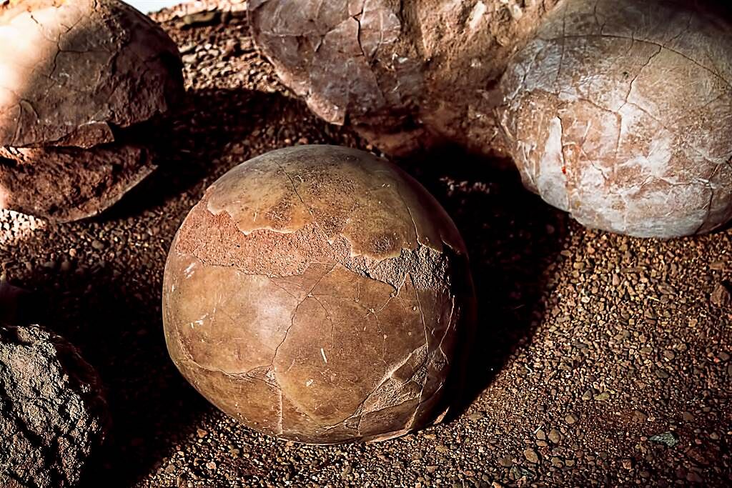 工程人員在土裡挖到「畸形恐龍蛋」，仔細一看才知道，此為產在龜殼裡的蛇蛋。(示意圖/達志影像)