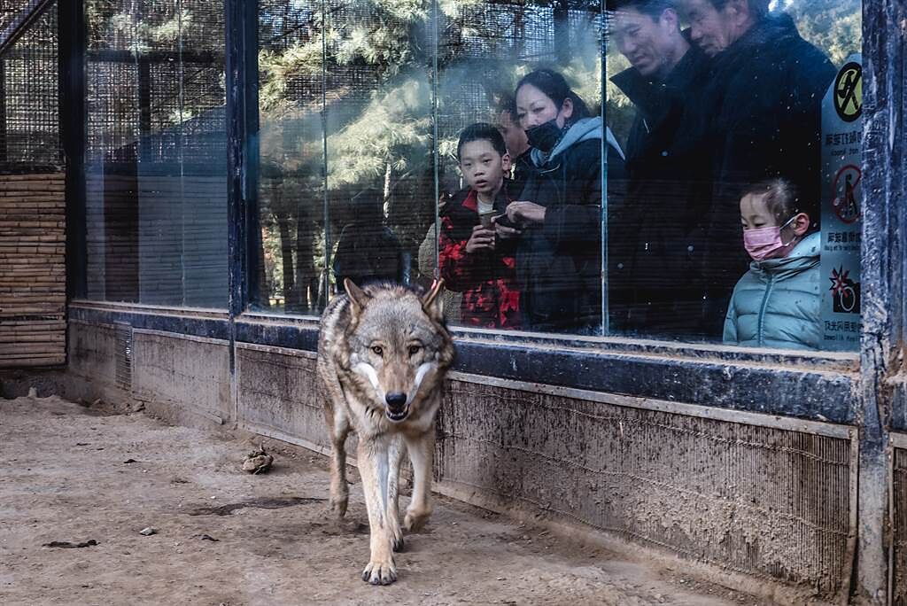 大陸一名母親帶兒子到動物園看草原狼，豈料裡面的狼竟發出「汪汪」的叫聲。(示意圖/達志影像)