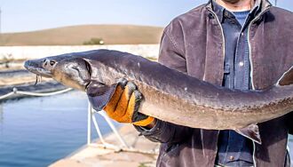河中捕撈百歲長壽鱘魚 108公斤超巨體型專家都看呆