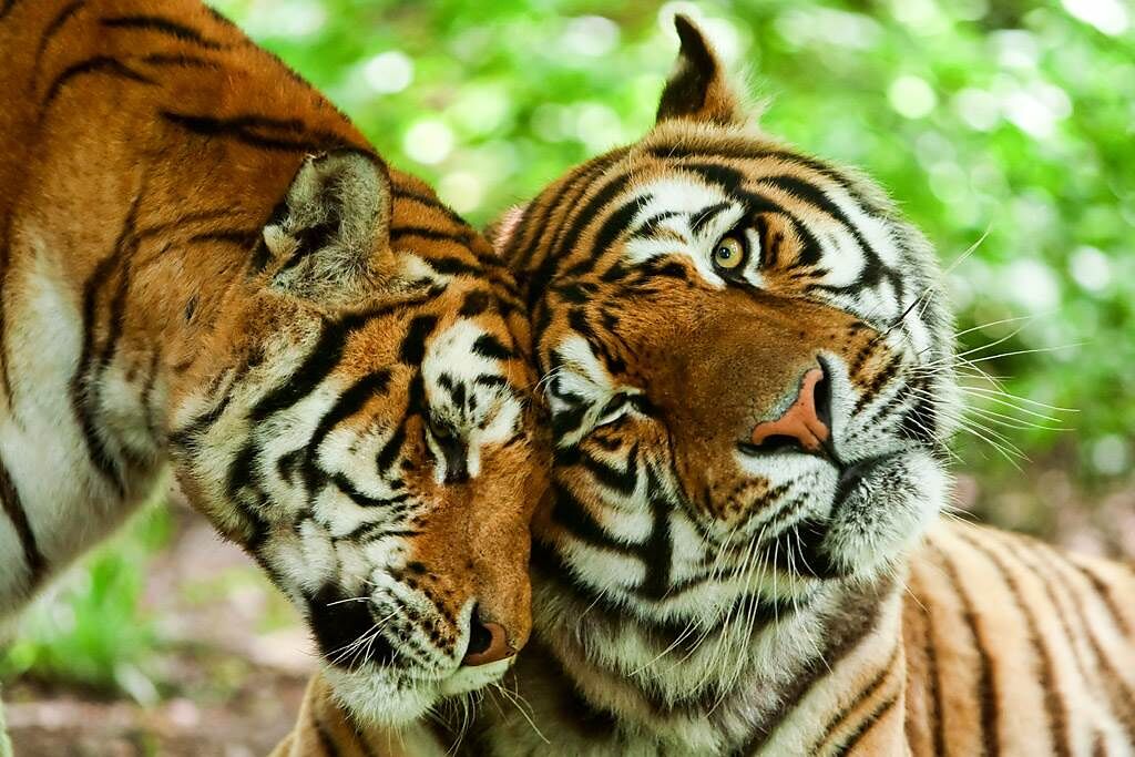 大陸網友捕捉到兩隻老虎高調曬恩愛的甜蜜畫面，羨煞旁人。（示意圖／達志影像）