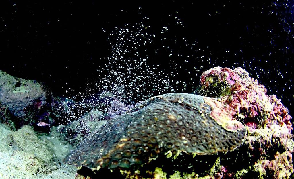 媽祖誕辰前夕，墾丁海底珊瑚陸續產卵，但受到珊瑚白化影響，數量減少近5成。（蔡永春提供／林和生屏東傳真）
