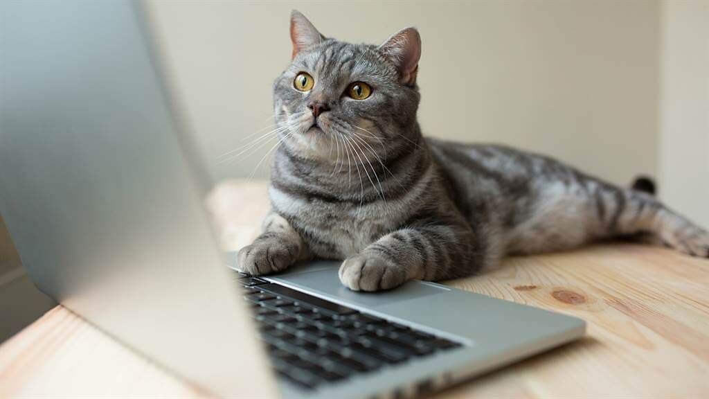 一名網紅日前在網路上公開愛貓偷吃三明治的影片，吸引86萬名網友觀看轉發。圖片為示意圖。（圖／shutterstock）