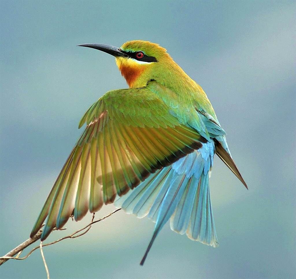 披著一身亮麗彩羽的「夏日精靈」栗喉蜂虎，是繽紛金門最具特色的夏候鳥。（李金生攝）