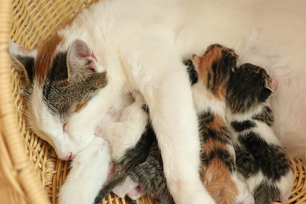 收容所救回一隻懷孕流浪貓，為了提供牠安靜的分娩環境，獸醫師便將牠帶回家，豈料母貓竟跑到天花板上躲起來生產。(示意圖/達志影像)