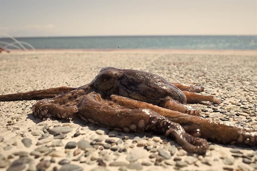 雪梨一名居民在海邊散步時，發現一隻體型不小的章魚，讓她驚呼不可思議。(示意圖/達志影像)