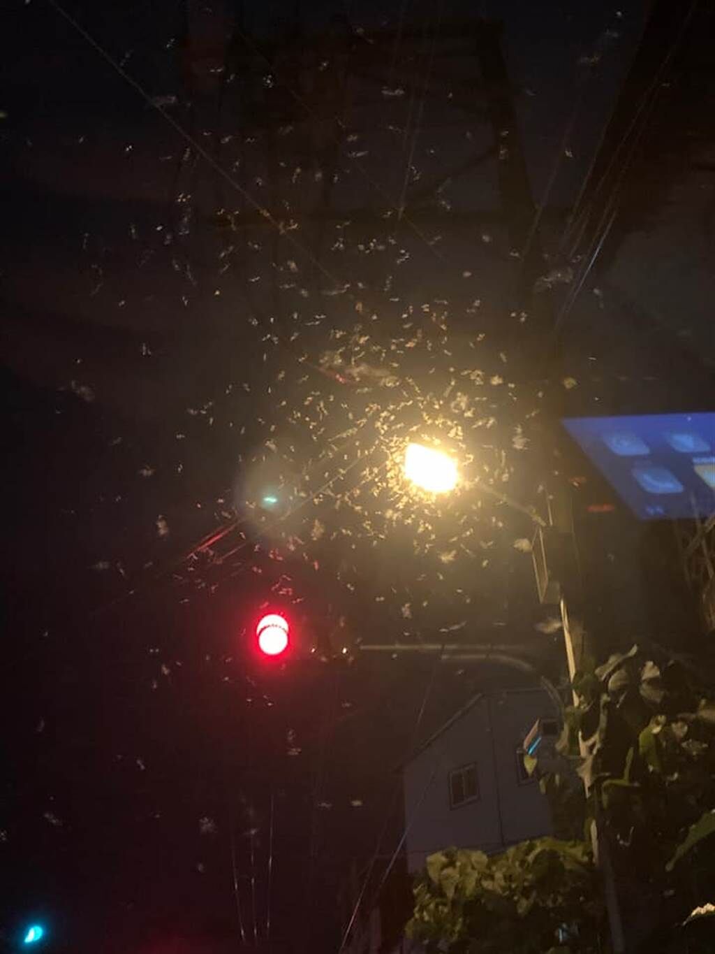 白蟻大爆發盤據天空與路燈，不少民眾哀號飛進住家。(圖／翻攝自鄭明典臉書)