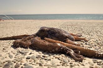 沙灘發現海怪驚覺是大章魚 網一看驚：牠可能在躲鯊魚