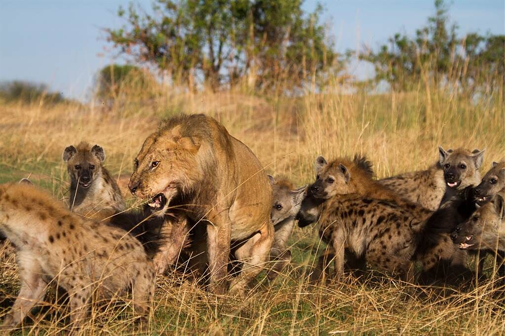 獅子獵捕到水牛後，竟也吸引30隻鬣狗前來搶食，雙方激戰6小時後，獅子奇蹟獲勝。(示意圖/達志影像)