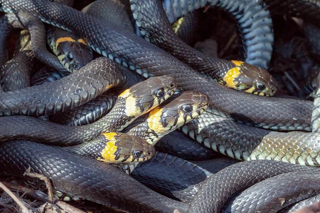 一名屋主請捕蛇人來自家清理屋頂，發現上面竟有多達50張的蛇皮。(示意圖/達志影像)