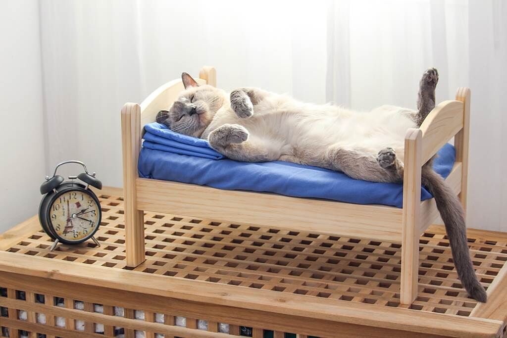 國外有飼主巧手打造一間獨一無二的袖珍版貓咪睡房，裡頭不僅有床，還有電視可以看。（示意圖／達志影像）