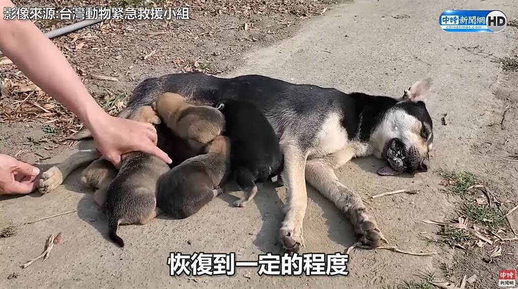 斷腿狗媽媽為了補充營養哺育幼犬，拖著受傷的身體到處覓食，讓人看了非常痛心。(圖翻攝自/中時新聞網)