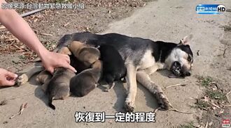 流浪狗媽腿被夾斷忍痛覓食 跛腳回窩倒地餵7幼犬