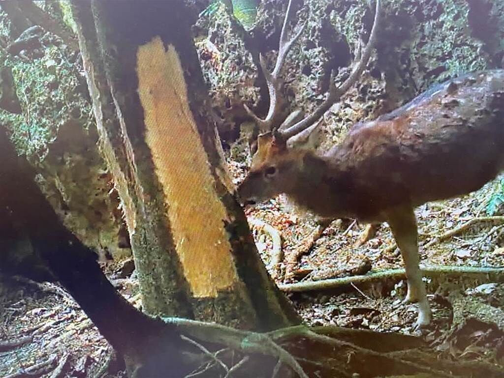 紅外線自動照相鹿啃樹皮。（圖／林試所提供）
