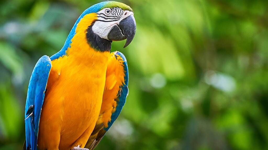 巴西唯一一隻野生藍黃金剛鸚鵡，20年來天天飛到當地動物園與其他鳥類互動。圖片為示意圖。（圖／shutterstock）