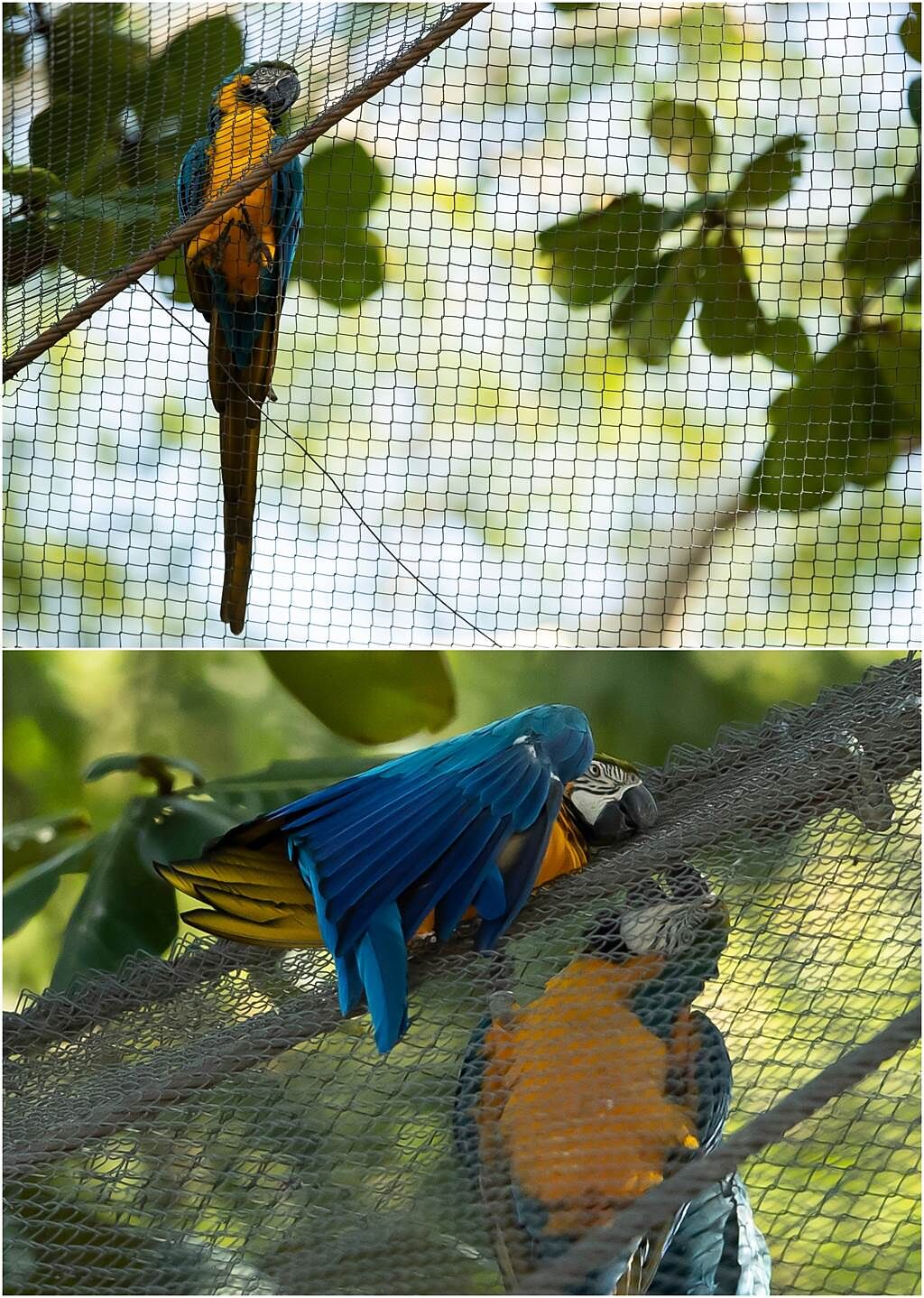 這隻野生藍黃金剛鸚鵡，每天飛來動物園與園內的鸚鵡親密互動。（圖／美聯社）