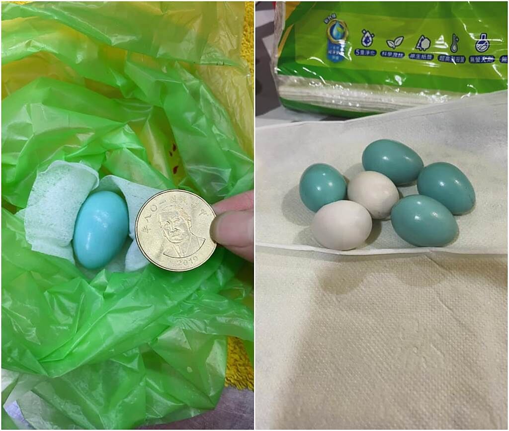 女網友將蛋PO上網，釣出神人回覆是台灣特有種「粉紅鸚嘴台灣亞種」的蛋。（圖／FB@路上觀察學院）