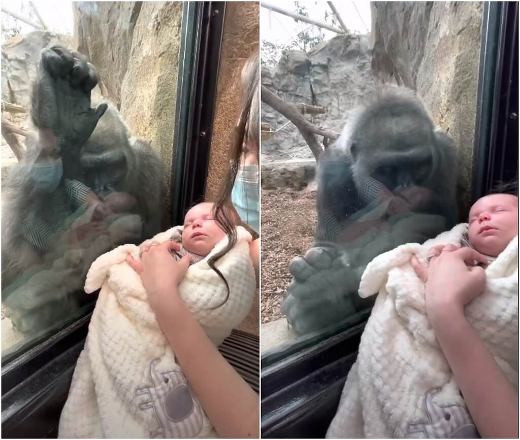 一隻母猩猩看到熟睡中的嬰兒，竟露出溫柔的神情。（圖／YOUTUBE）
