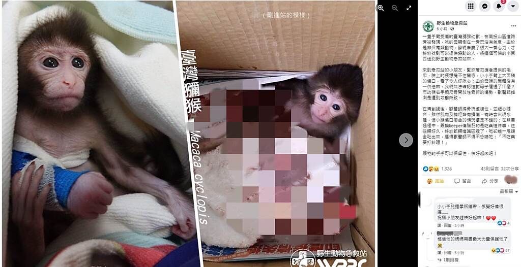 台灣獼猴寶寶疑遭攻擊，導致牠右手橈尺骨開放性骨折。(圖翻攝自臉書/野生動物急救站)