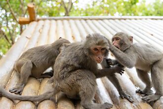 幼猴被攻擊守母猴屍體旁 被救後緊抓毛巾 無助眼神惹鼻酸