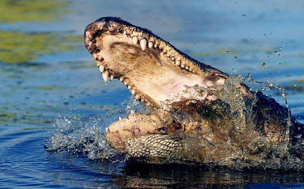 一隻短吻鱷突然從池塘竄出，以迅雷不及掩耳的速度一口咬住拉不拉多犬，並迅速將其拖入水中。（示意圖／達志影像）