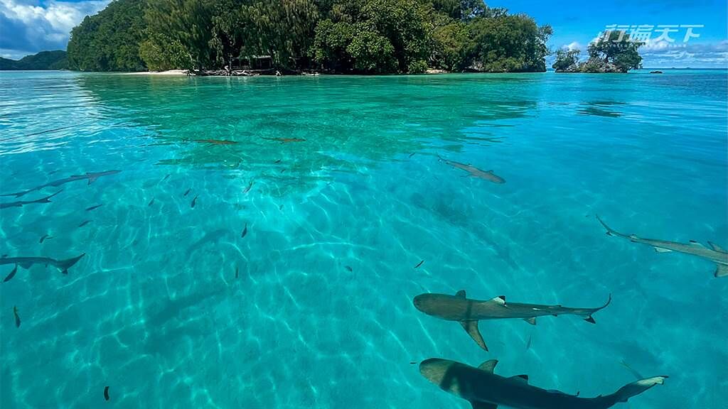帛琉泡泡次發團10人遇見20隻鯊魚。

(圖/行遍天下提供)