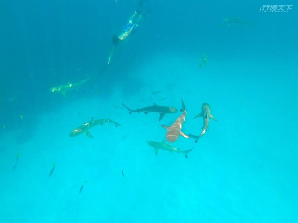 夥伴中有潛水高手勇敢往下靠近鯊魚。(圖/行遍天下提供)
