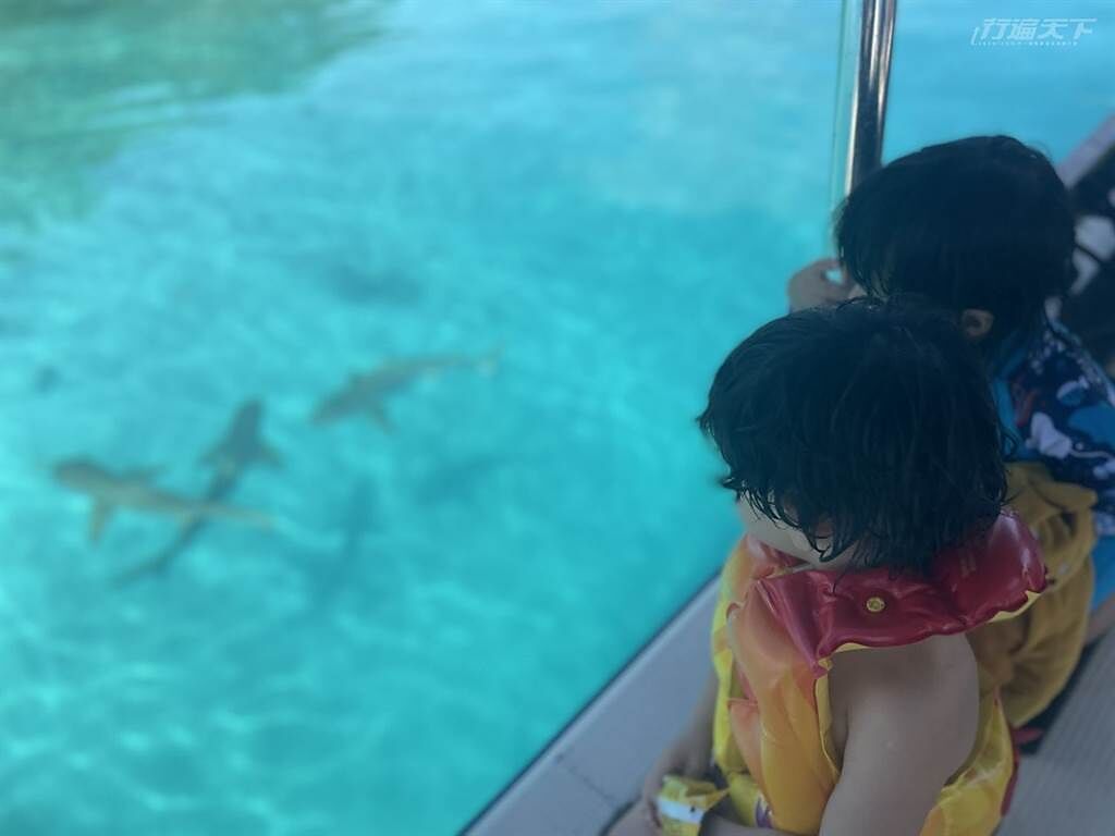 船上的小朋友看見鯊魚非常興奮。(圖/行遍天下提供)