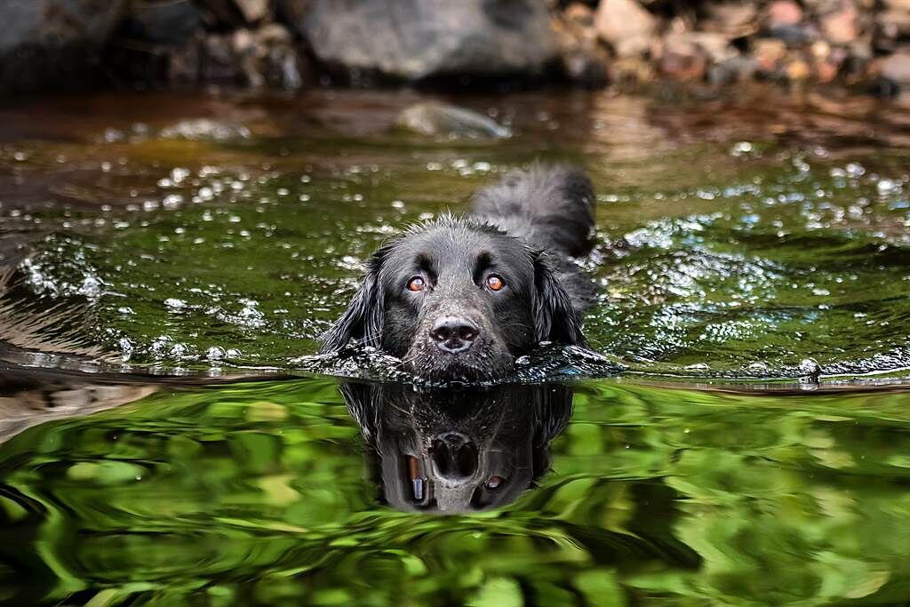 國外一名男飼主到溪邊玩水，卻被愛犬誤會溺水，急忙上前救人，豈料小黑卻瘋狂「繞遠路」，讓網友笑翻了。(示意圖/達志影像)
