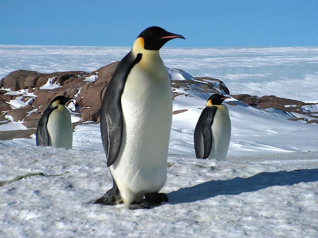 南極演唱會 帝王企鵝陶醉在我歌聲裡。(示意圖／shutterstock)