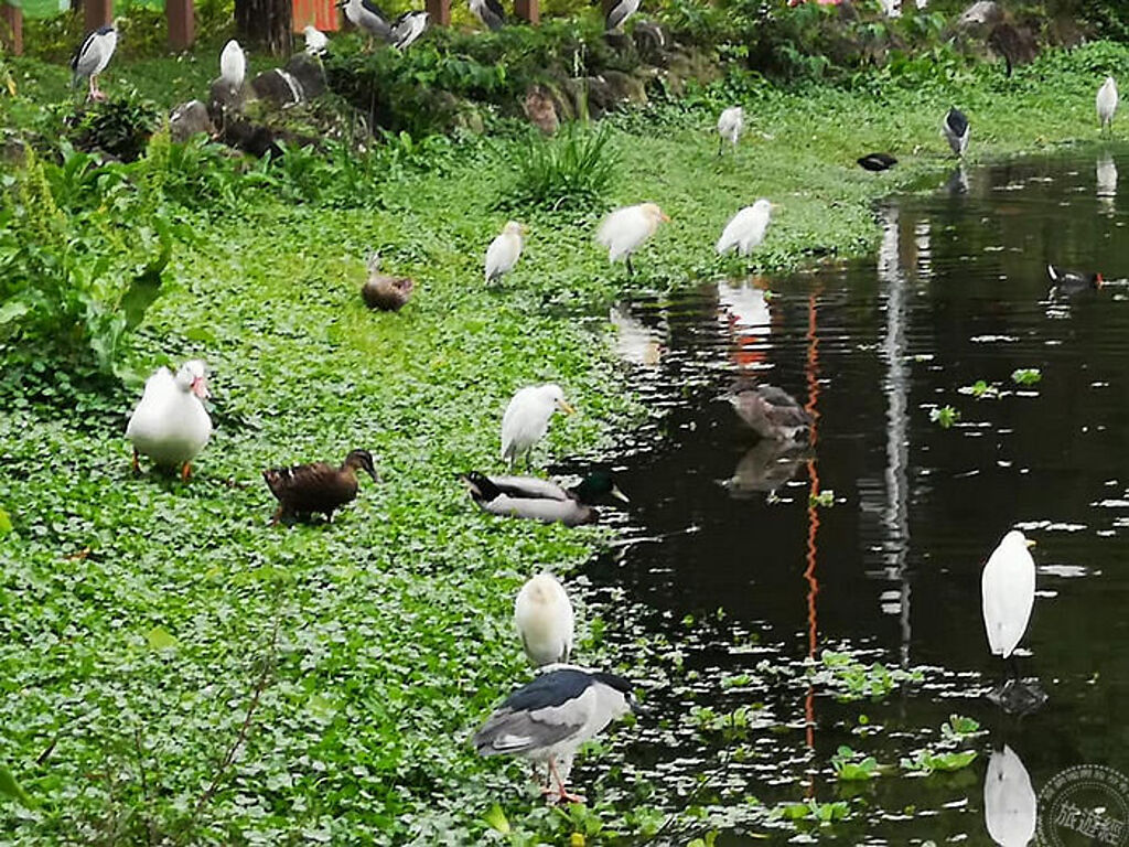 大安森林公園有眾多飛禽(攝影：洪書瑱)