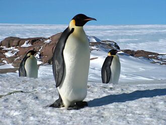 南極演唱會 帝王企鵝陶醉在我歌聲裡