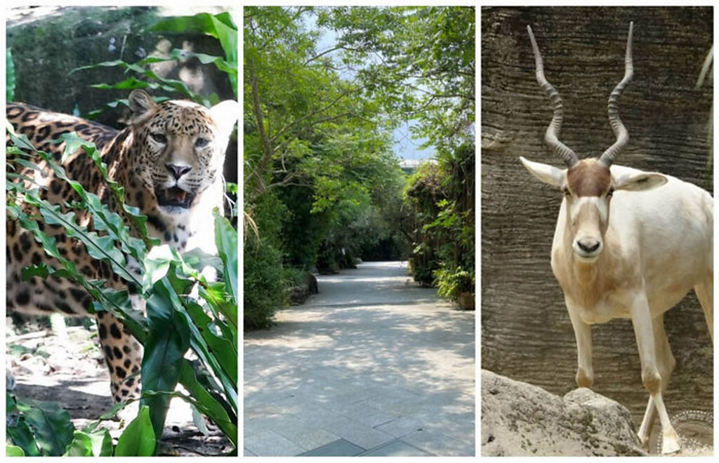 台北動物園防疫閉園 生活彷彿更自在(圖片：台北市動物園提供)