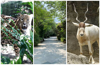 台北動物園防疫閉園 動物們更自在大方
