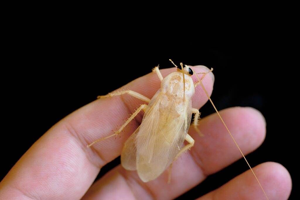 蟑螂是不完全變態的昆蟲，所以牠一生當中會經歷過幾次的脫殼，每次脫殼都會是白色，之後漸漸深色。（示意圖／達志影像）