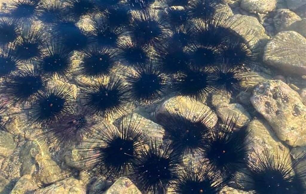 由於澎湖觀光客銳減，得以讓大自然休息，當地大量魔鬼海膽出現於海邊。(圖翻攝自臉書社團/看見澎湖)