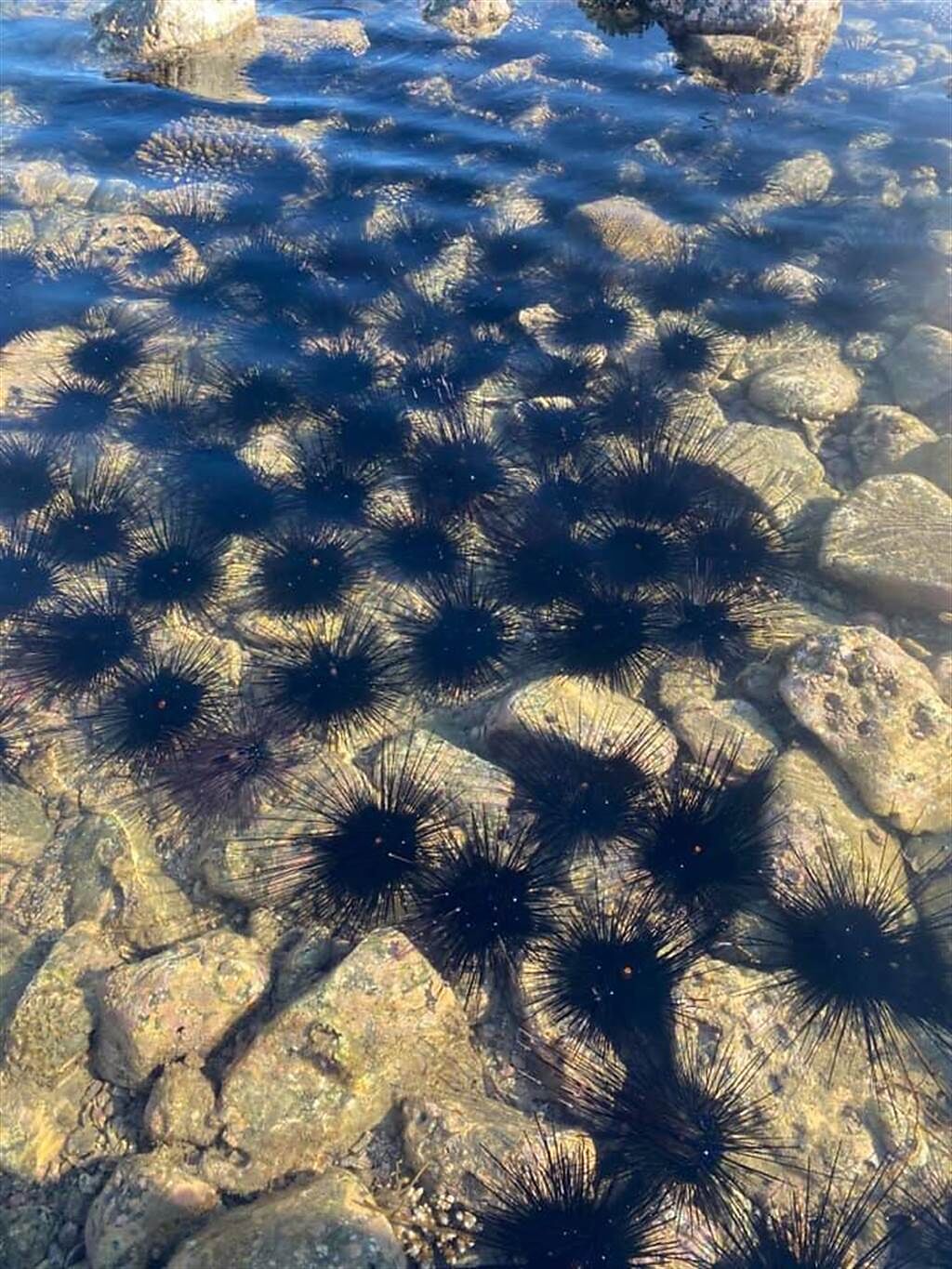 澎湖觀音亭海岸邊出現成千上萬的魔鬼海膽，畫面非常難得。(圖翻攝自臉書社團/看見澎湖)