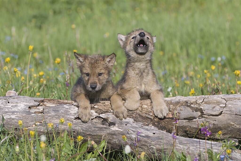 美國野狼研究計畫團隊架設隱藏攝影機，意外拍下狼幼崽首次發出狼嚎的模樣。(示意圖/達志影像)