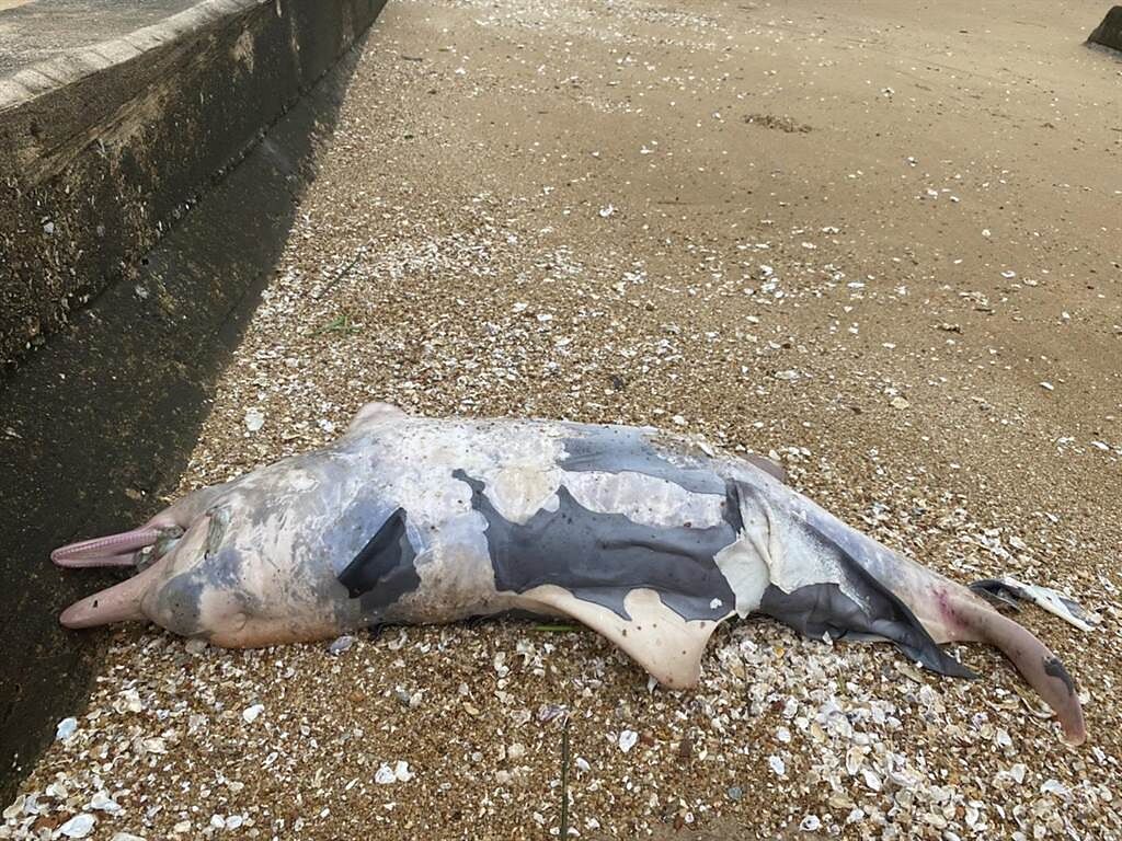金門海灘今天又發現1隻死亡鯨豚，縣水試所專家鑑定是 「中華白海豚」幼體，死亡原因不明。（金門岸巡隊提供）