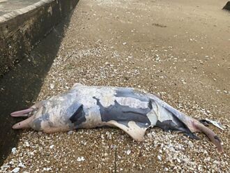 海洋悲歌再起 金門海灘又發現1隻死亡鯨豚