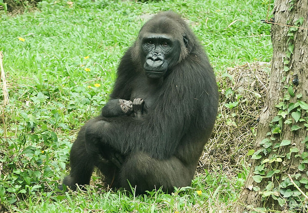 金剛猩猩「迪亞哥」二次當爸，「Iriki」給寶寶餵奶(圖片：台北市立動物園提供)