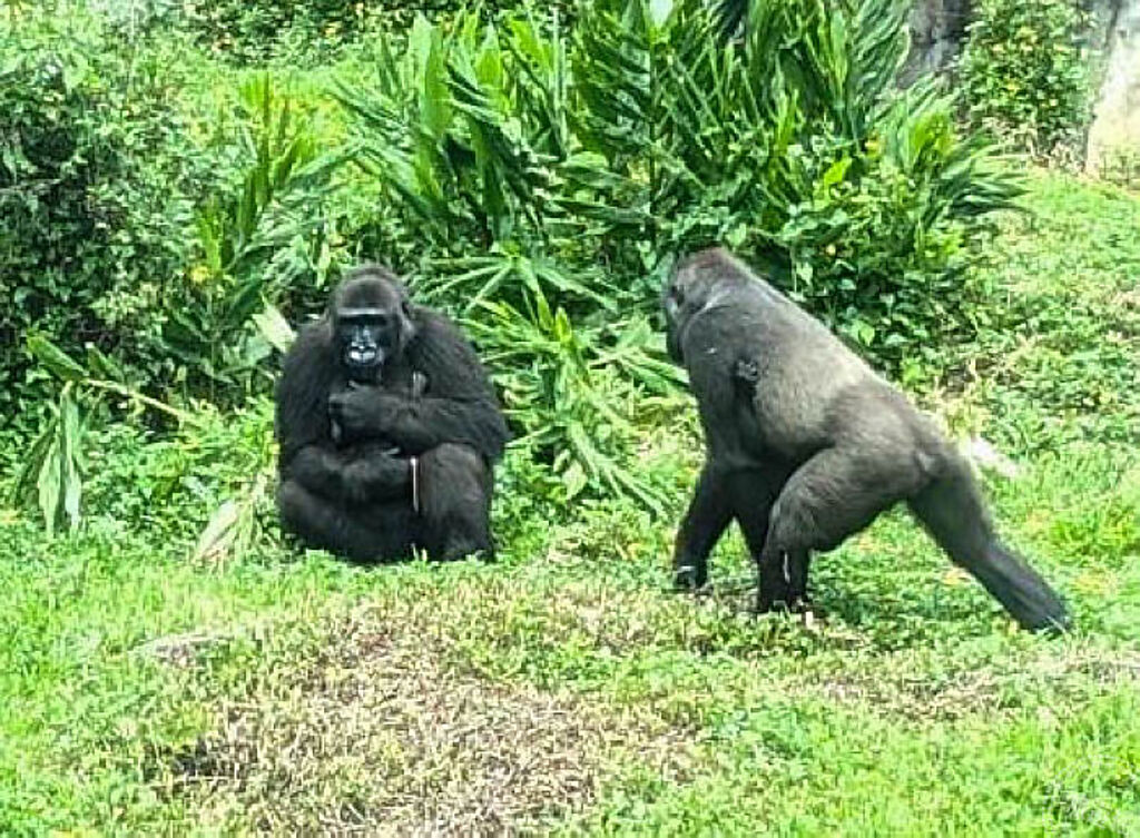期盼能早日看到兩隻金剛猩猩寶寶一起玩耍的可愛畫面！（左：「Iriki」抱寶寶、右：「Tayari」抱「Jabali（呷百二）」 (圖片：台北市立動物園提供)