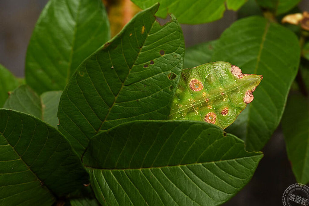 葉竹節蟲喜歡趴在葉背上，從上面看起來好像又多了一片葉子(圖片：台北市立動物園)