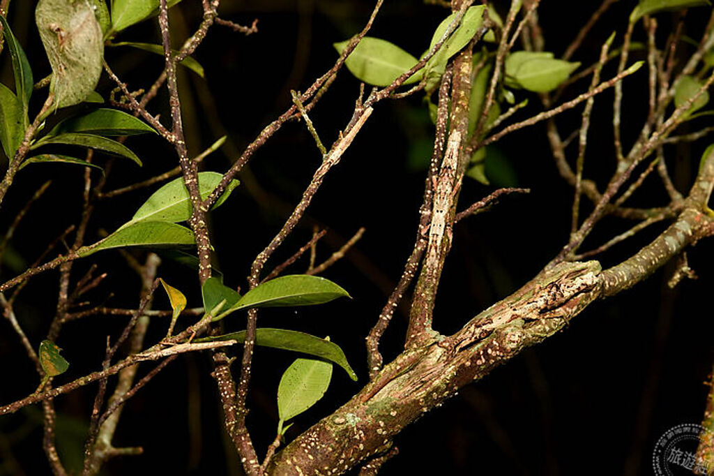 瘤竹節蟲白天喜歡停棲在樹幹上，找找看上面一共有幾隻呢？(圖片：台北市立動物園)

