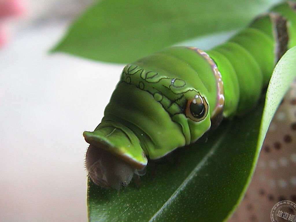 鳳蝶終齡幼蟲有假眼，讓其他動物誤以為牠們很巨大(攝影：洪書瑱) 
