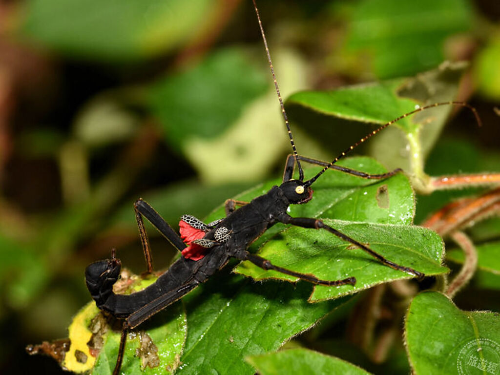 黑魔鬼竹節蟲受到干擾時會打開鮮紅色的後翅形成強烈對比的色彩 (圖片：台北市立動物園)
