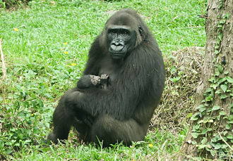 金剛家族家有喜事 金剛猩猩「迪亞哥」二次當爸